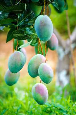 英雄攀枝花 陽光康養地