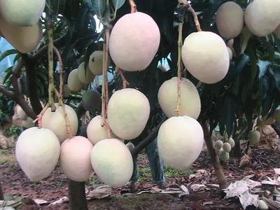 好消息!攀枝花啟動(dòng)芒果深加工項(xiàng)目,以后想吃芒果干、芒果醬再也不用網(wǎng)購(gòu)了!