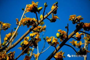 稀奇 黃色的攀枝花和 鴛鴦 攀枝花你見過沒