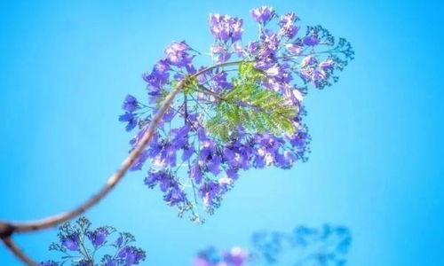 藍(lán)花楹盛開 英雄攀枝花浪漫滿城