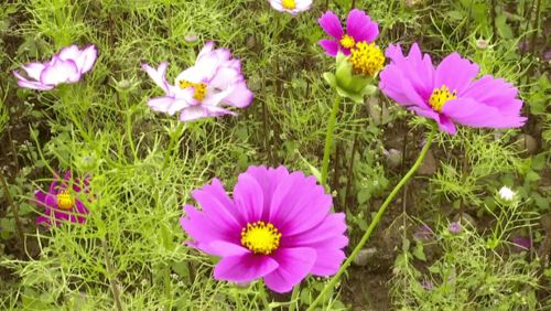 ta竟藏在這里 攀枝花這片格?；êＨ侨俗? class=