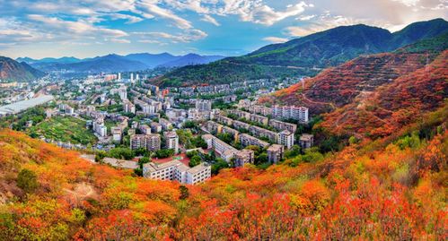 春游四川賞花精品線路推介 攀枝花 陽光鳳凰花藍花楹 之旅