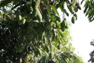 四川攀枝花芒果價格 四川青皮凱特芒果批發