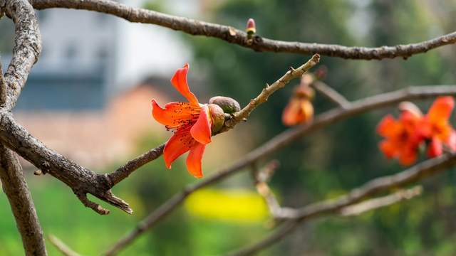組圖 麗江永勝攀枝花開