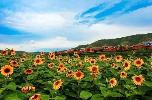 金口河區人民政府