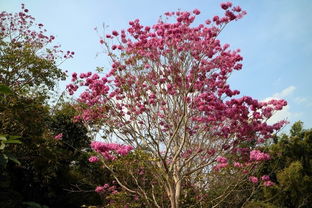 聽從你心,無問西東 2018春節(jié)川滇行 米易 攀枝花 元謀 景洪 東川 石林 元陽 宜賓