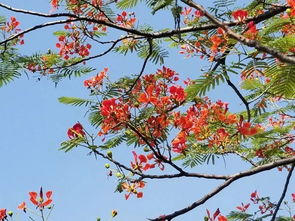 2018攀枝花市鳳凰花節火熱開啟,最美的鳳凰花海已盛開 你來不來