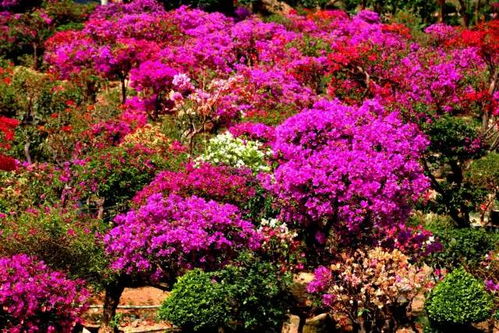 攀枝花新年倒計時 這50件事讓2016完整收官