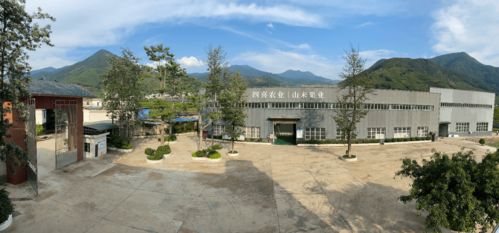 四喜鹽邊 攀枝花桑葚產業的璀璨明珠